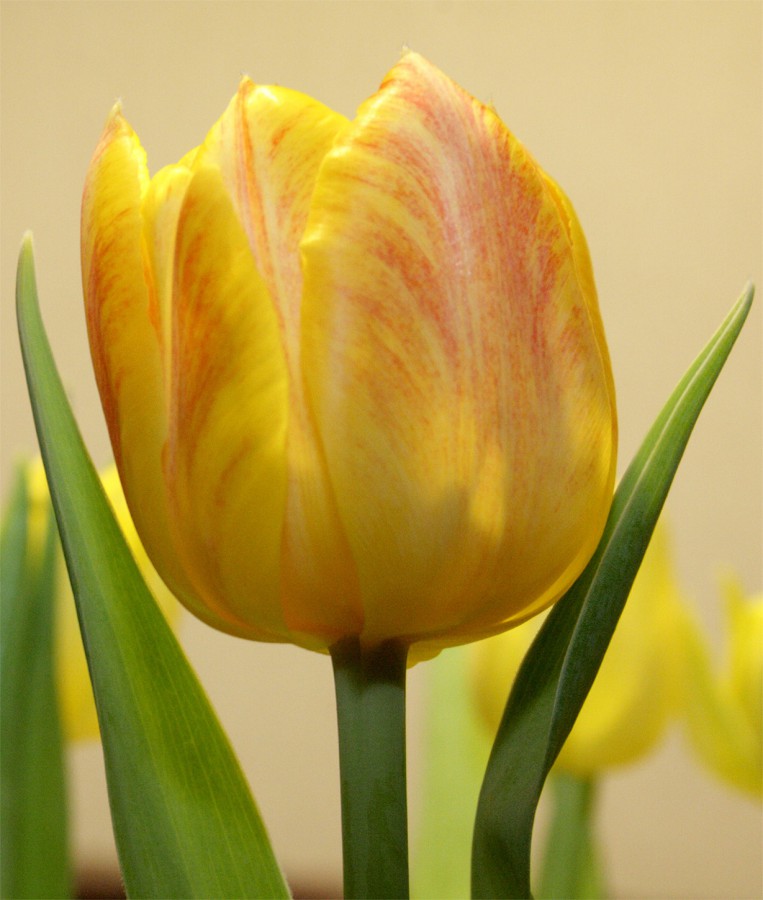 Tulpe in der Vase!