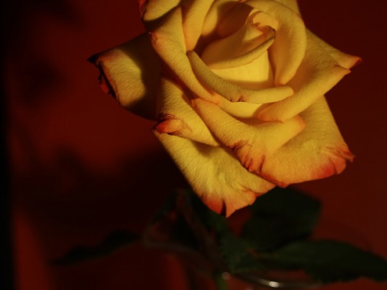 Rose im Zimmerlicht