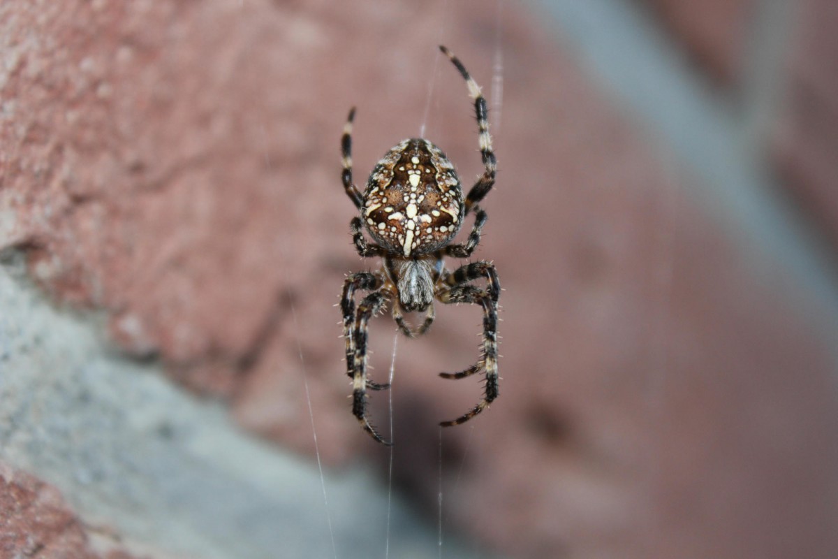 Spinne