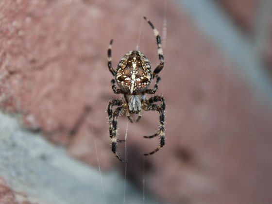 Spinne
