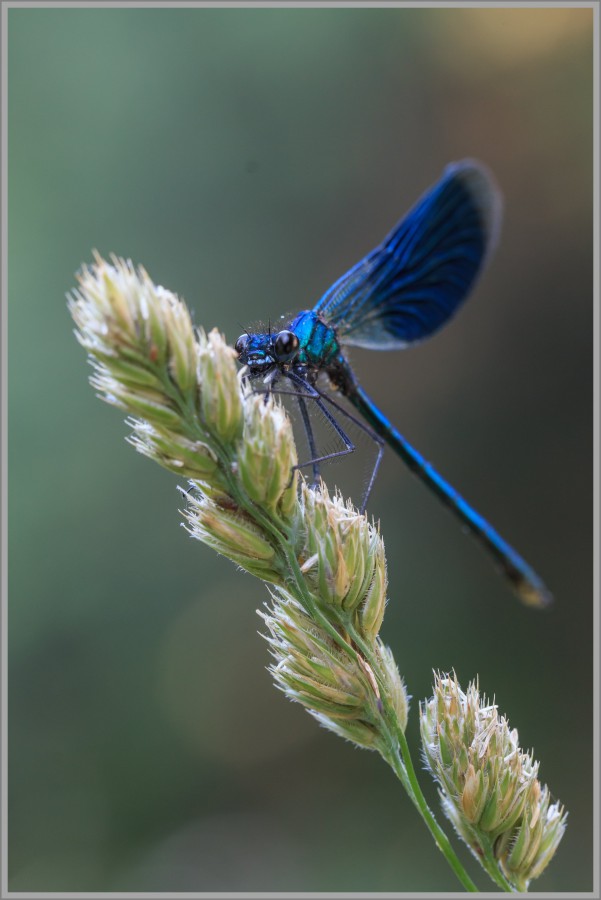 Prachtlibelle