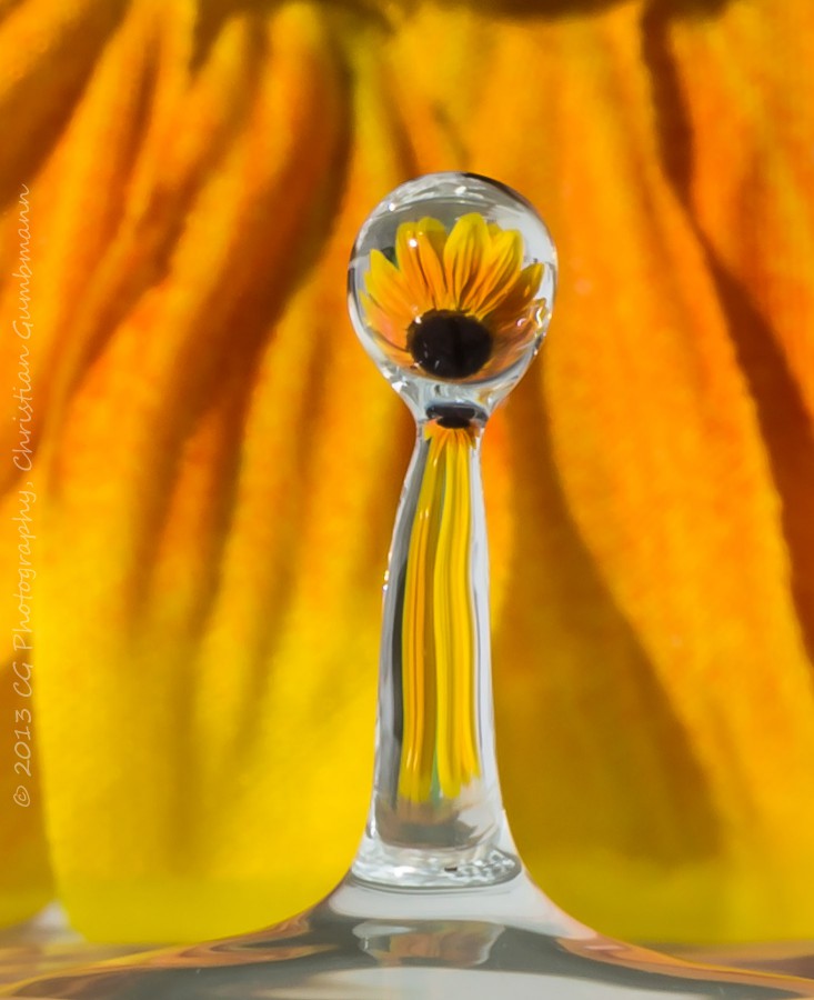 Sonnenblume_Tropfen1