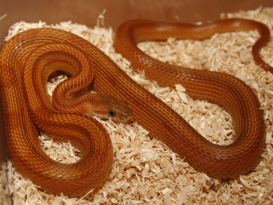 toffee 07 015