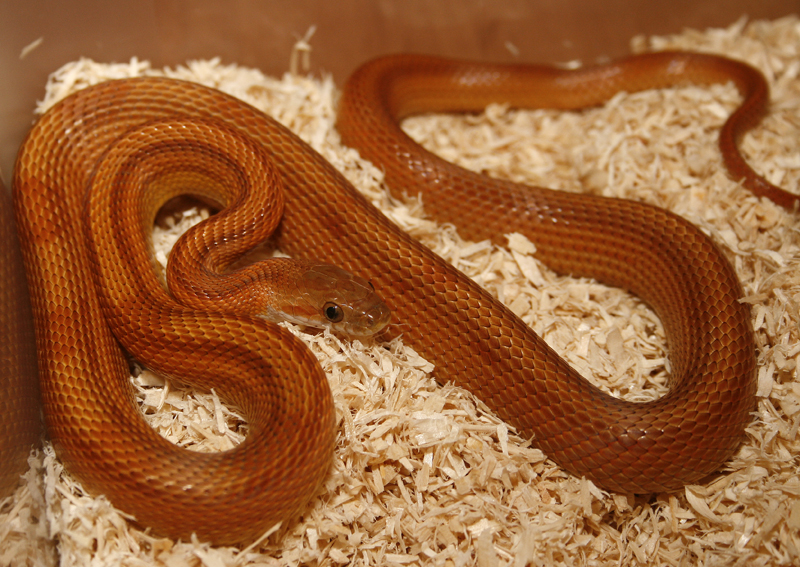 toffee 07 015