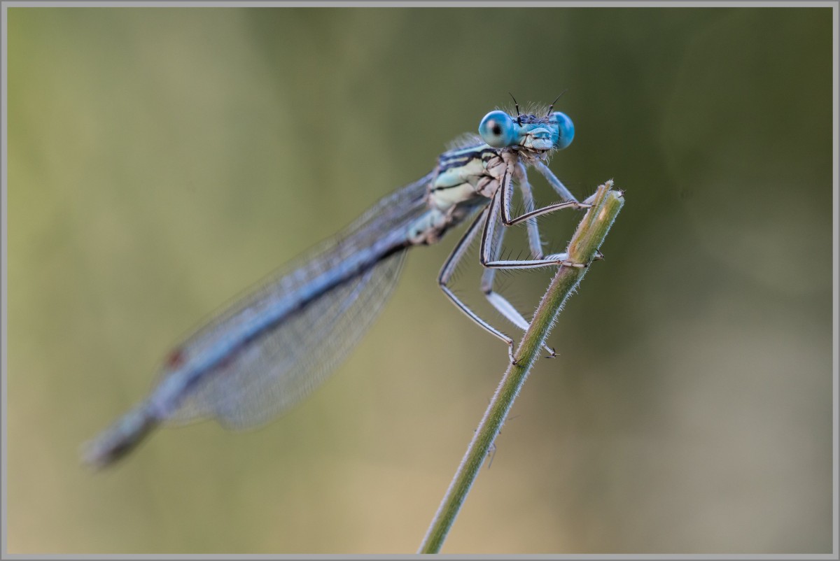 Azur-Jungfer Libelle