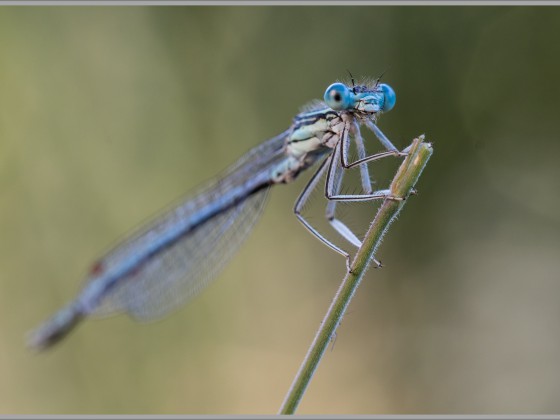 Azur-Jungfer Libelle