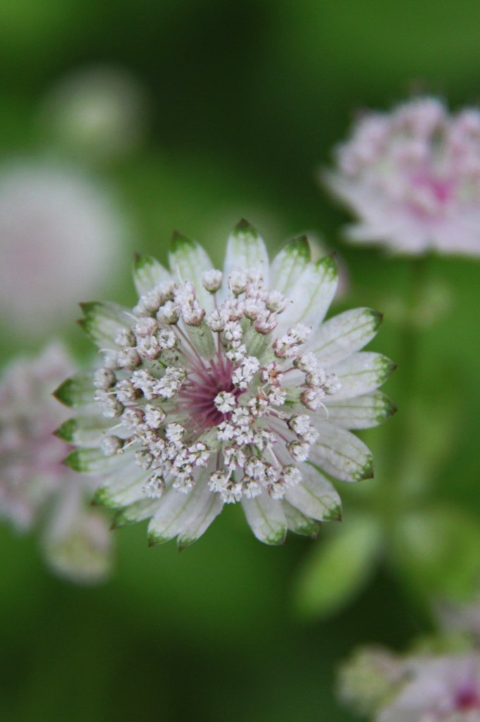 Natur pur