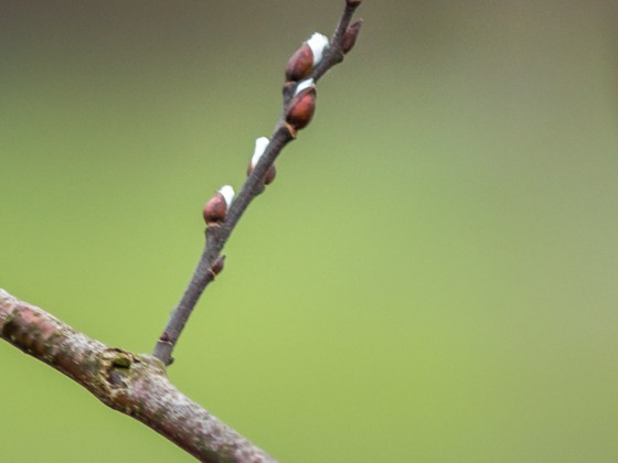 Frühlingsboten