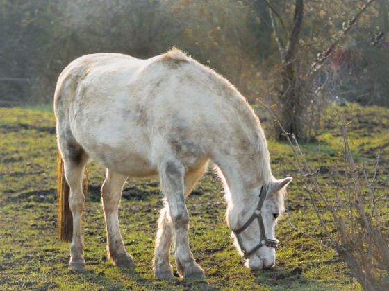 Pferdchen im Nostalgielook