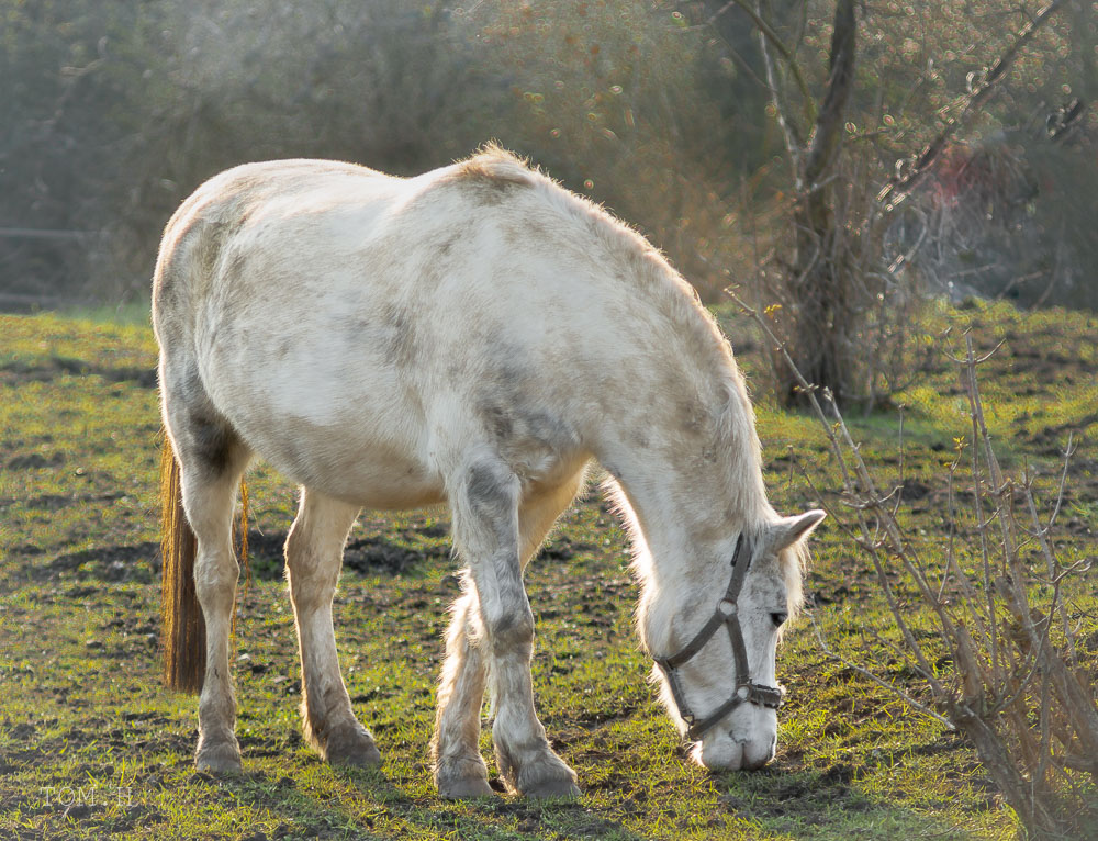 Pferdchen im Nostalgielook