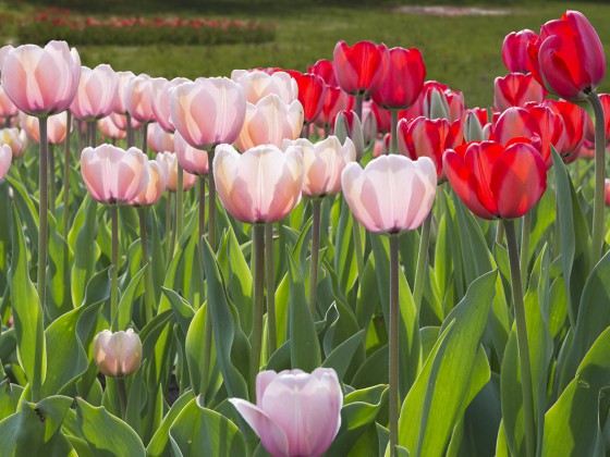 Tulipan im Britzer Garten - Berlin 2013