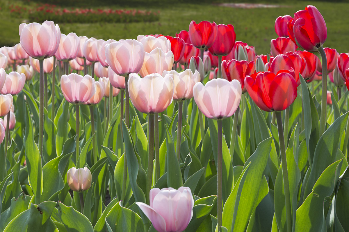 Tulipan im Britzer Garten - Berlin 2013