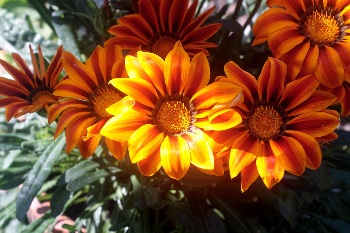Mittagsblumen!