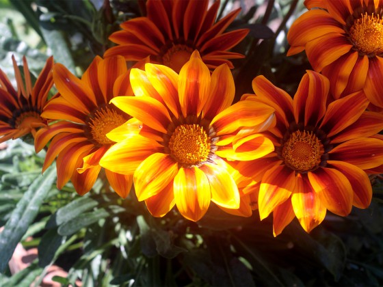 Mittagsblumen!