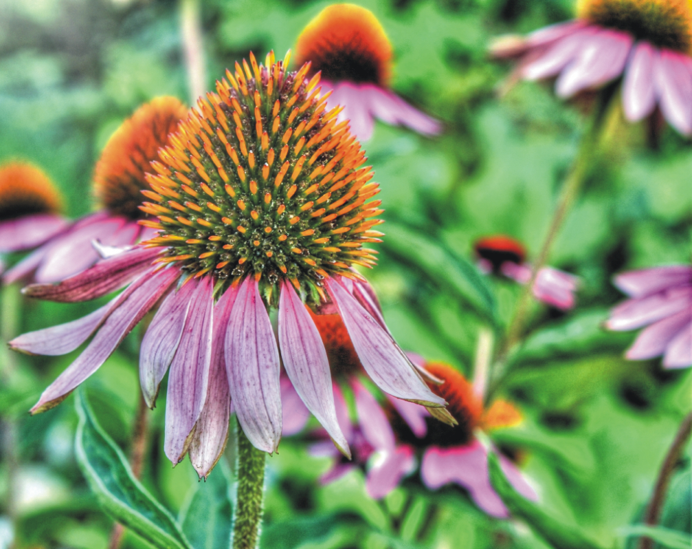 Blume3 HDR