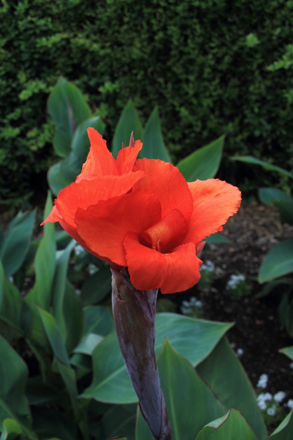 Blume