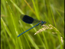 Blaulibelle