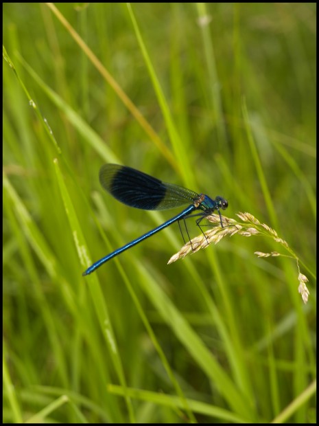 Blaulibelle