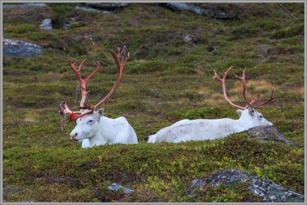 Rentiere am Nordkap