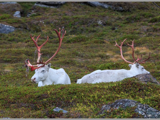 Rentiere am Nordkap