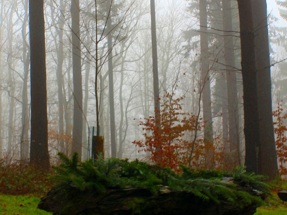 Nochmal der Friedwald