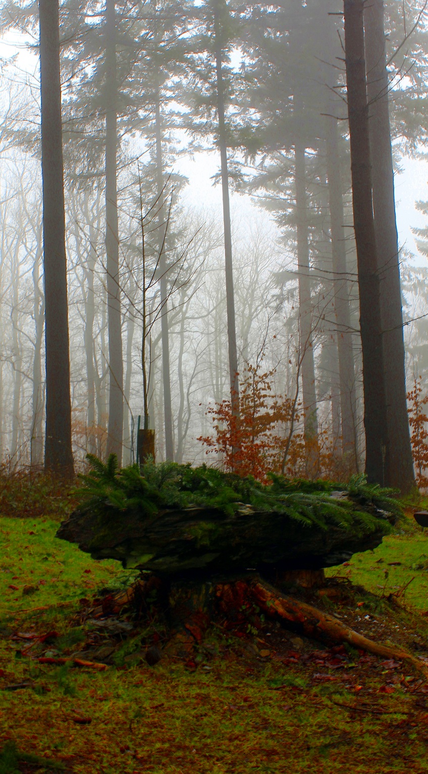 Nochmal der Friedwald