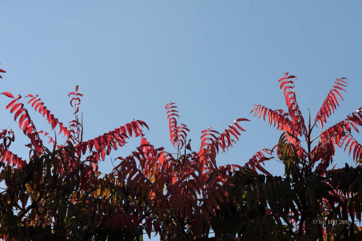 Essigbaum in der Herbstfarbe