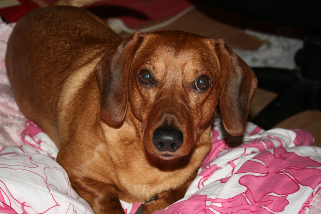 unser Hund