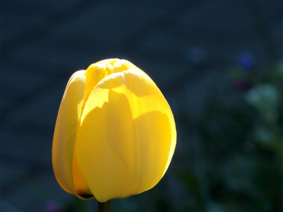 Tulpe !