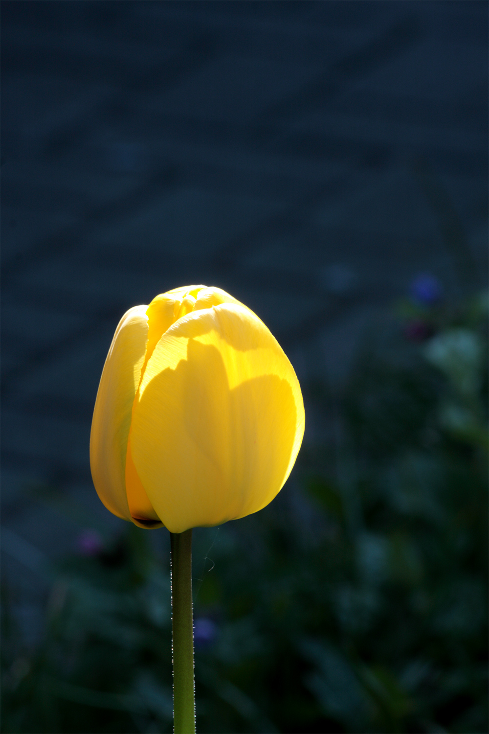 Tulpe !