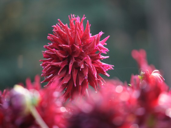Vor dem ersten Frost