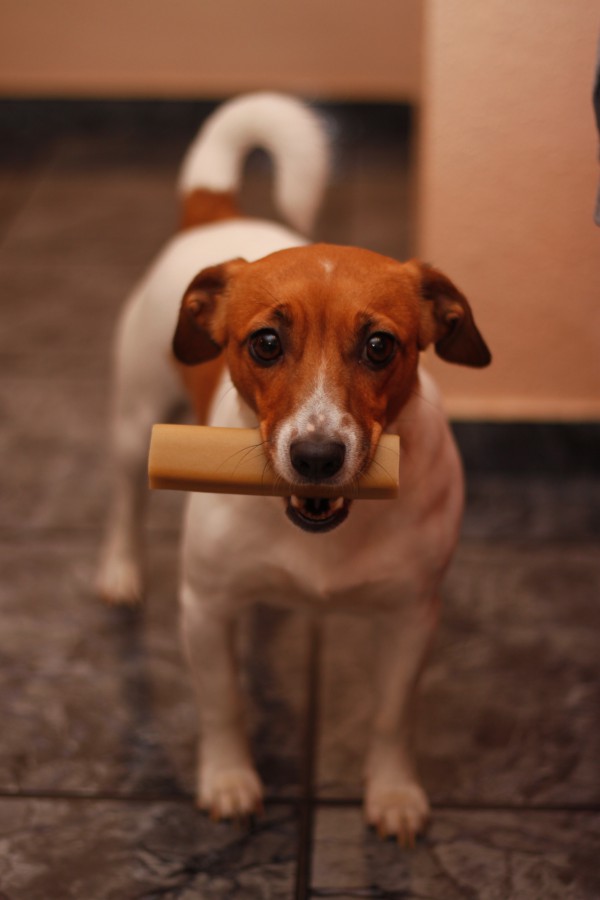 Luna JRT Hundeblick