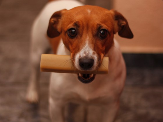 Luna JRT Hundeblick