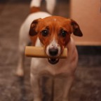 Luna JRT Hundeblick