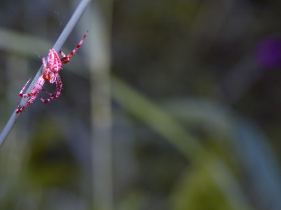 Spider