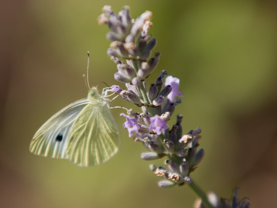 Schmetterling