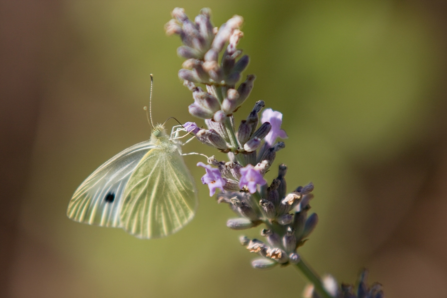 Schmetterling