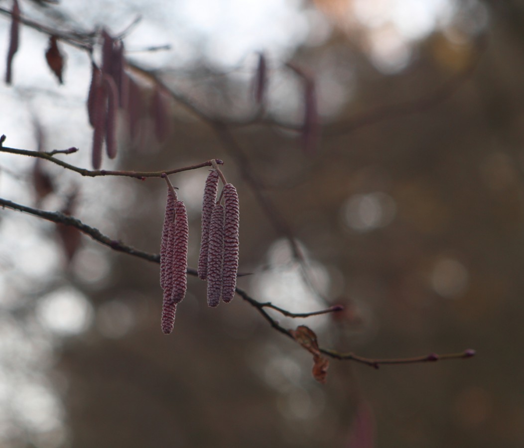 Frühling?