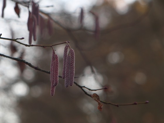Frühling?
