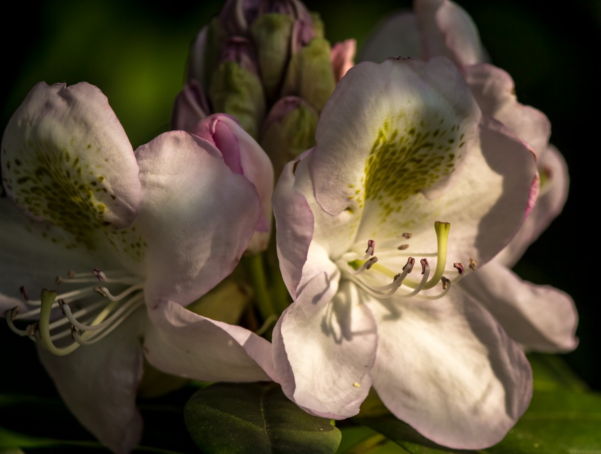 Blüten im Licht (1 von 1)