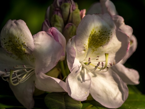 Blüten im Licht (1 von 1)