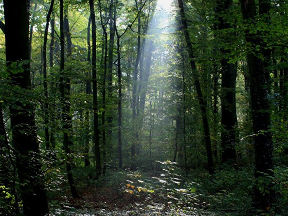 Brühler Schlosspark Herbst 2009 3