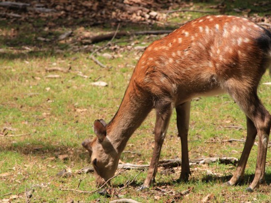 Im Wald