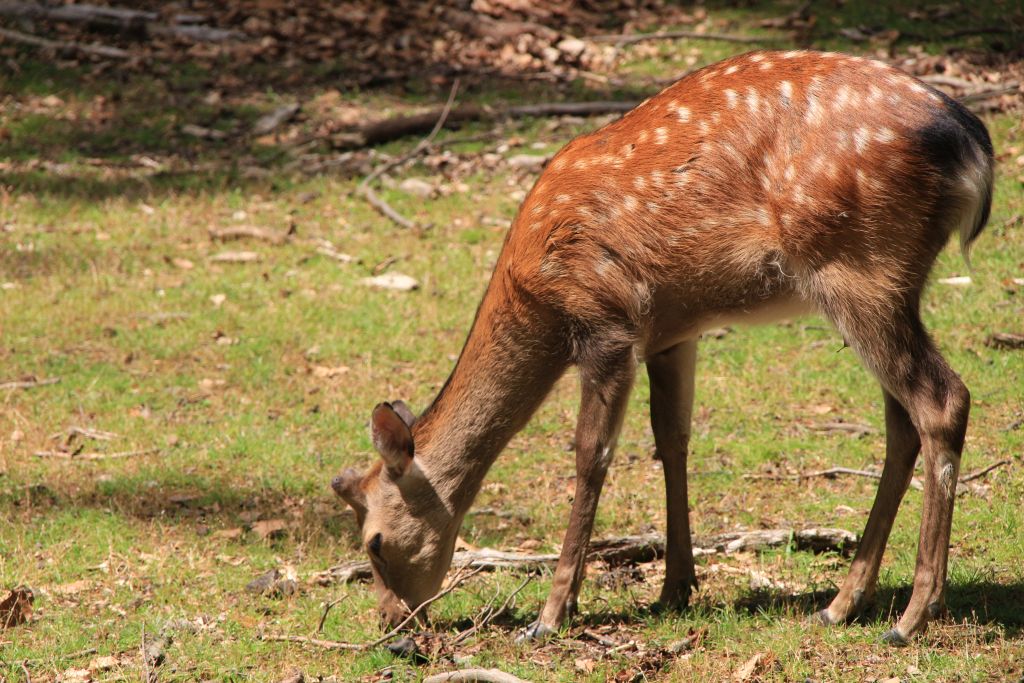 Im Wald