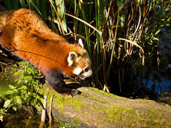 Tierpark Hellabrunn