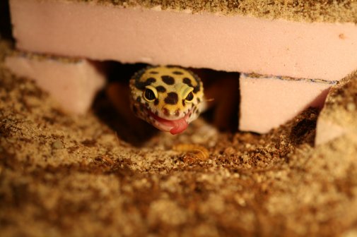 Exotische Reptilien