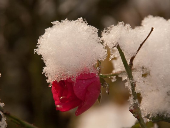 erster Schnee 02 (1 von 1)