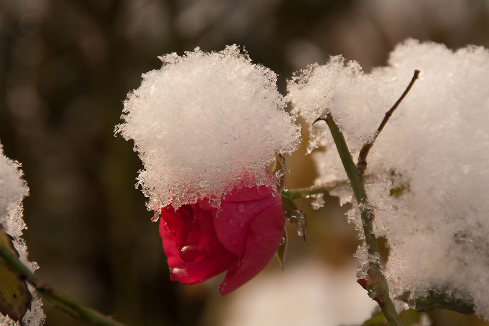 erster Schnee 02 (1 von 1)