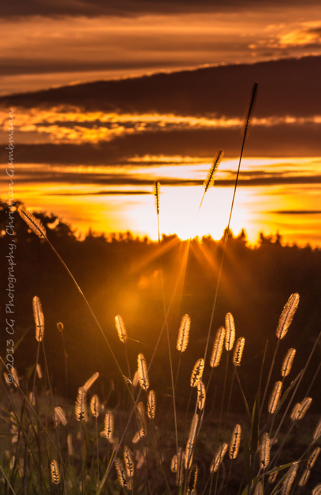Gräser_Abendrot1