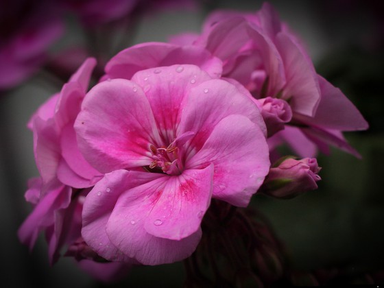 Geranienblüte!